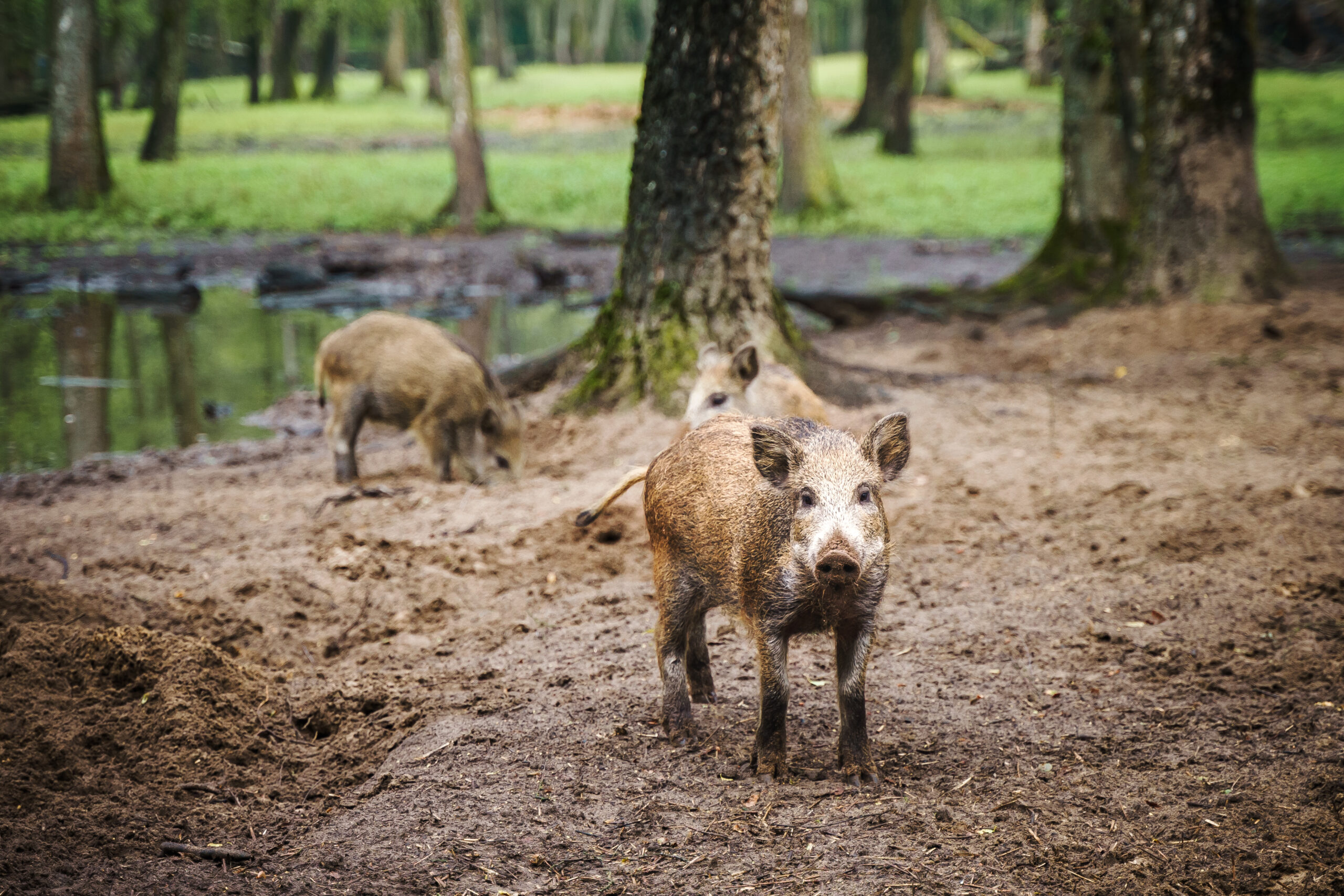 Wildpark Frankenhof